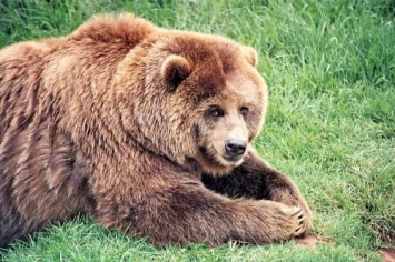 В Кавказском заповеднике фотограф встретился с 34 медведями