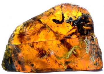 Древнейший детеныш змеи найден в ископаемом янтаре