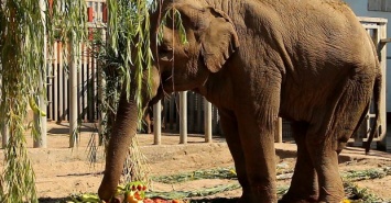 В Харьковском зоопарке отпраздновали 20-летие слонихи Тенди