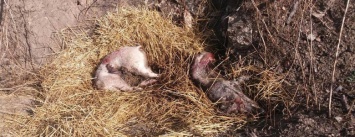 Свинство во время чумы свиней: эколог рассказала о безобразиях в Одесской области, - ФОТО