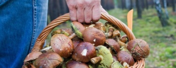 В Одесской области родители и пятеро маленьких детей отравились грибами, - ФОТО