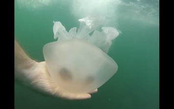 Медузы в Азовском море, которые не наблюдались порядка 10-15 лет, вернулись