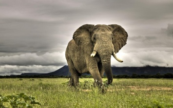 Крупнейшая ювелирная компания в мире займется переселением слонов
