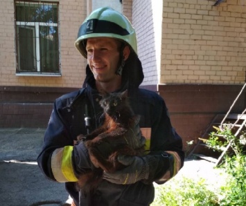 В Днепре пять спасателей снимали с дерева кота