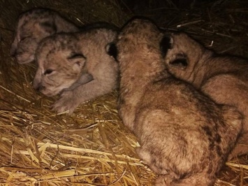 Пополнение в семействе: в зоопарке под Запорожьем родились четыре львенка