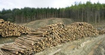 Идите лесом: почему Порошенко ветировал закон о контрабанде древесины
