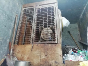 Медведица живет в тесной клетке на автостоянке из-за запрета выступать в цирках с животными (Видео)