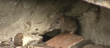 В Ярославле началось нашествие крыс