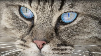Какая порода кошек подходит вам вам по знаку зодиака