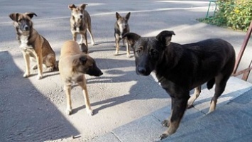 Собак из Бердянска будут вывозить в Нововасильевку?