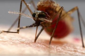 По каким критериям комары выбирают себе жертву среди людей?