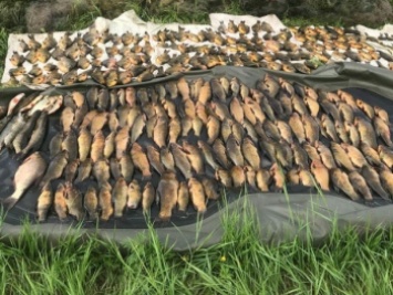 На Днепропетровщине браконьеры выловили 30 кг рыбы на 22 тыс. грн