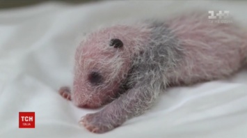 Китайские зоологи показали видео рождения черно-белой панды