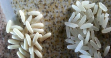 Вот как проверить, настоящий рис перед вами или? пластиковый?