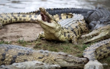 Биолог рассказала, как спаслась из пасти крокодила (видео)