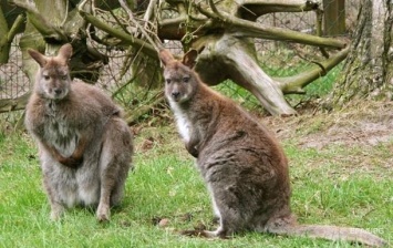 Жители Австралии массово жалуются на наглых кенгуру