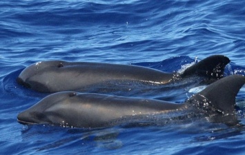 Ученые обнаружили редкий гибрид дельфина