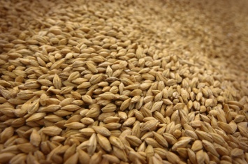 Украинские аграрии не спешат продавать пшеницу