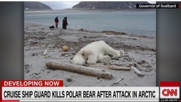 В Шпицбергене охранники круизного судна застрелили белого медведя