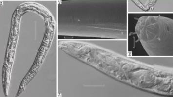 Ученые "воскресили" червей, которые лежали подо льдом 40 тысяч лет