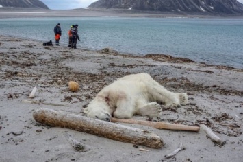 В Норвегии ради безопасности туристов убили полярного медведя