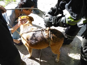 Спасатели достали собаку из канализационного колектора