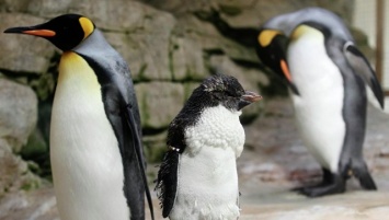 Крупнейшая колония королевских пингвинов почти исчезла, заявляют ученые