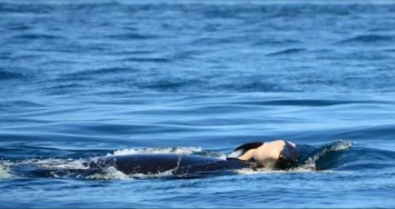 Косатка держит на воде своего мертвого китенка седьмой день подряд