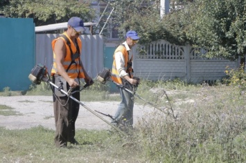 Борьба с аллергенными растениями обходится бюджету Днепра в 25 миллионов гривен