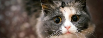 Охота на котов: в Днепре живодеры оторвали коту голову