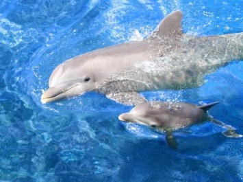 В «Москвариуме» на ВДНХ посетители увидят новорожденного дельфиненка