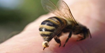 Жителям области напомнили, как вести себя при укусах пчелы или осы