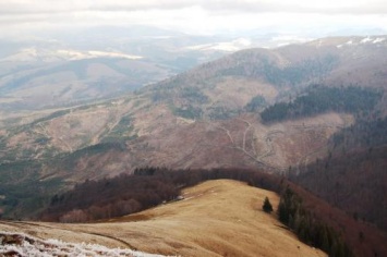 Эксперты: Массовая вырубка лесов в Украине - экологическая угроза планетарного масштаба