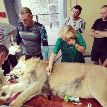 Ветеринары спасли умирающего льва Аскольда Запашного