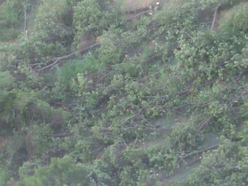 На Гагаринском плато уничтожили десятки деревьев