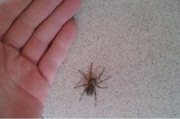 Никогда не убивайте пауков в доме