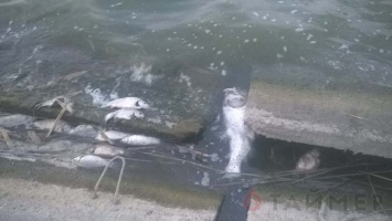 В пруду под Беляевкой массово гибнет рыба и птицы