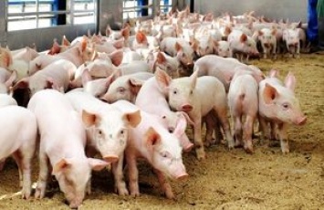 В Литве на ферме убьют почти 20 тысяч свиней из-за новой вспышки чумы среди скота