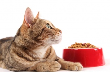 Чем кормить кошку: разбираемся с классами кормов