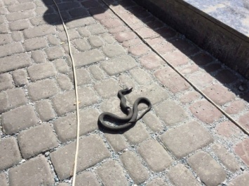 Большую змею заметили в центре Харькова (видео)