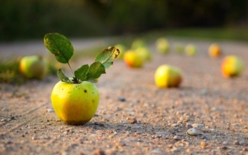 На Днепропетровщине ямы на дорогах латают яблоками