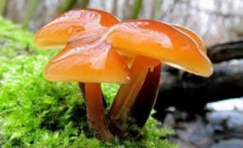 В целях сохранения здоровья, нужно воздержаться от употребления грибов, собранных в лесах и купленных на стихийных рынках,-эксперт