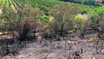 В Ливадии чуть не сгорели уникальные виноградники «Массандры»