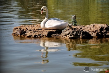 Лебедь, черепахи и витражный кот: в пруду одесского парка появился необычный житель. Фото