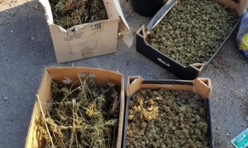 В Закарпатской области полиция обнаружила тайник с марихуаной на 39 млн гривен