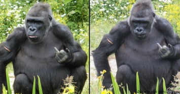 Дерзкая горилла показывает средний палец посетителям зоопарка
