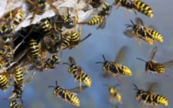 Запорожцев предупредили об агрессивности ос и пчел