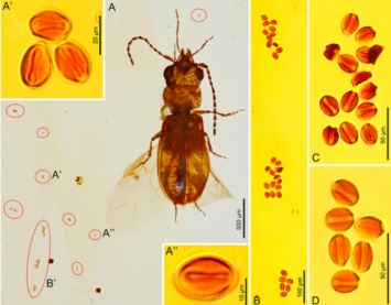Ученые нашли в куске янтаря жука, который жил почти 100 миллионов лет назад