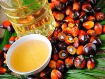 Как проверить продукты на содержание пальмового масла