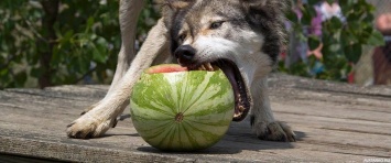 В Запорожской области волки поедают арбузы